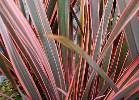 Phormium 'Rainbow Queen'