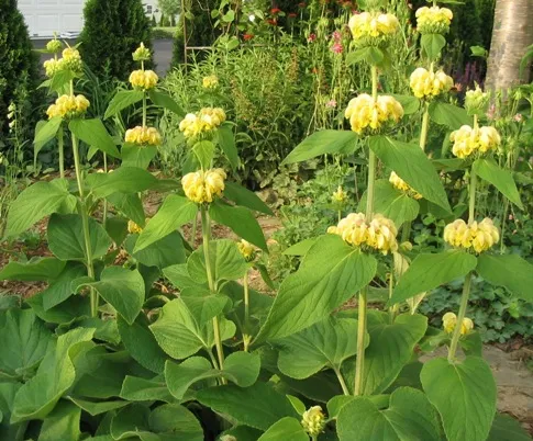 Phlomis russeliana