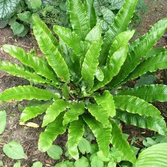 Phylitis scolopendrium