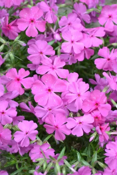 Phlox subulata 'Mcdaniel's Cushion'