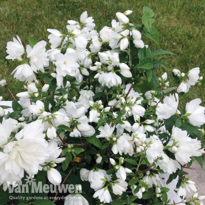 Philadelphus 'Snowbelle'