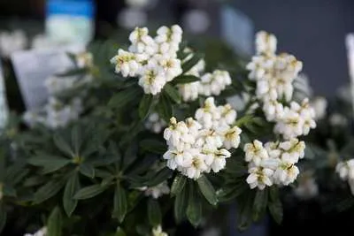 Pieris japonica 'Debutante'