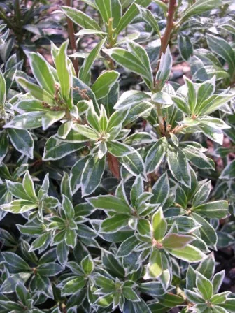 Pieris japonica 'Little Heath'