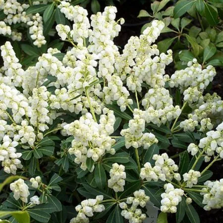 Pieris japonica 'Sarabande'