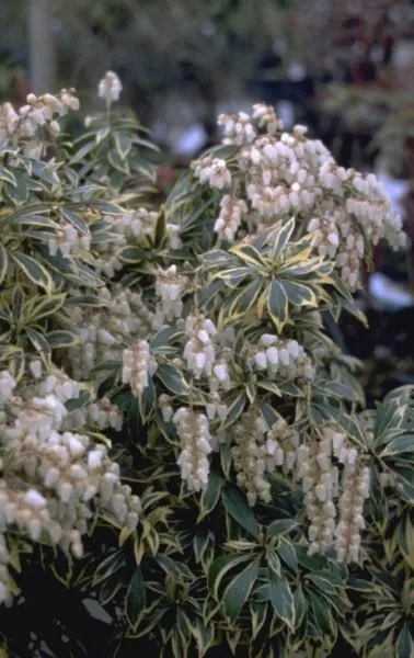 Pieris japonica 'Variegata'