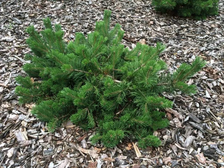 Pinus mugo 'Krauskopf'