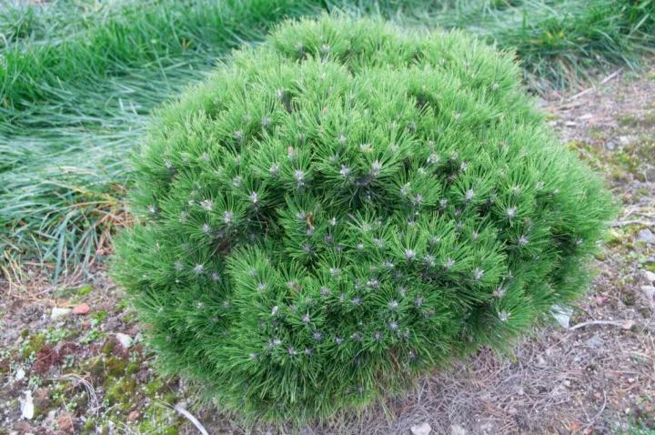Pinus nigra 'Marie Bregeon'