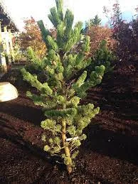 Pinus nigra 'Oregon Green'