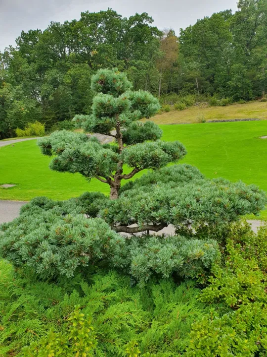 Pinus parviflora 'Negishi'