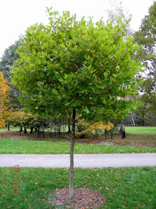 Platanus acerifolia 'Alphen's Globe'