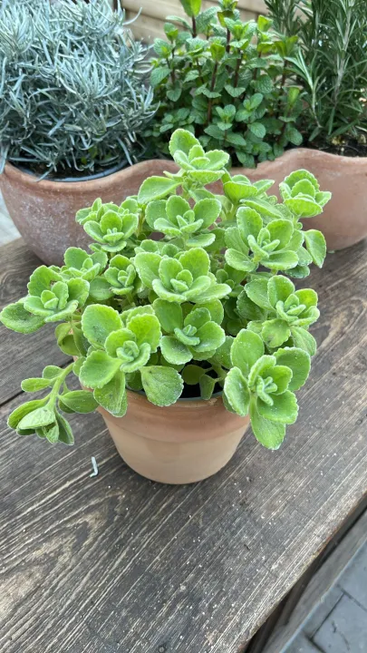 Plectranthus amboinicus