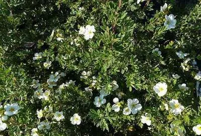 Potentilla fruticosa 'Abbotswood'