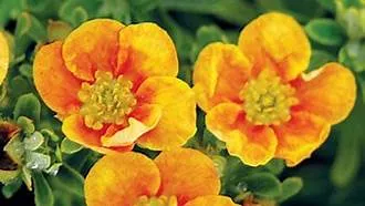 Potentilla fruticosa 'Mango Tango'