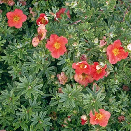 Potentilla fruticosa 'Red Ace'