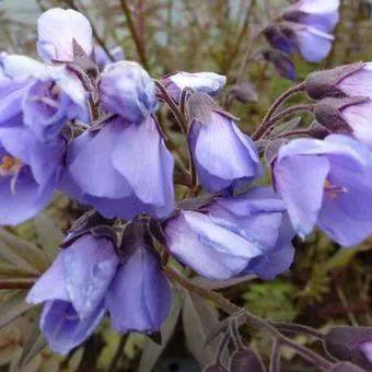 Polemonium 'Heaven Scent'