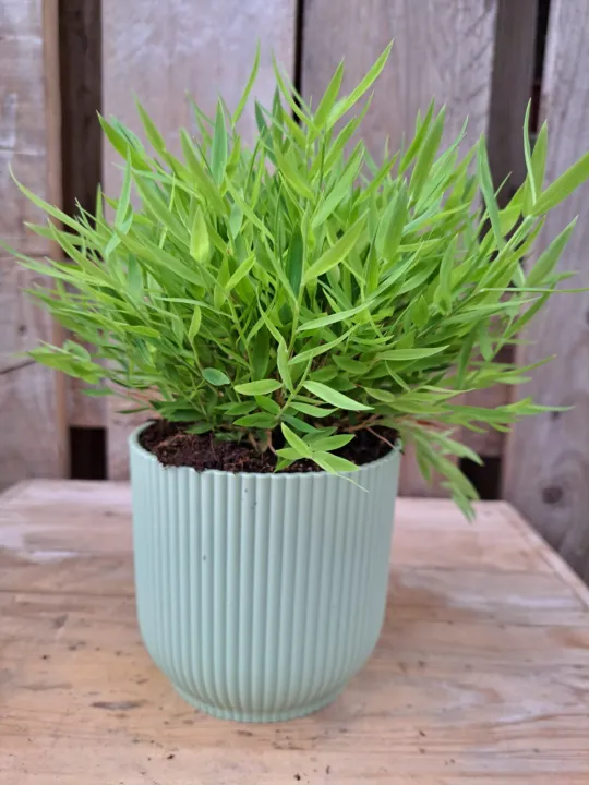 Pogonatherum 'Monica' 