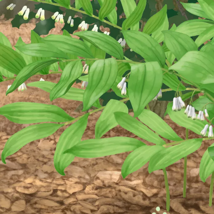 Polygonatum multiflorum