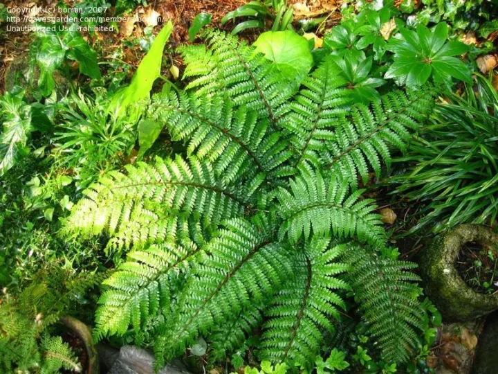 Polystichum polyblepharum
