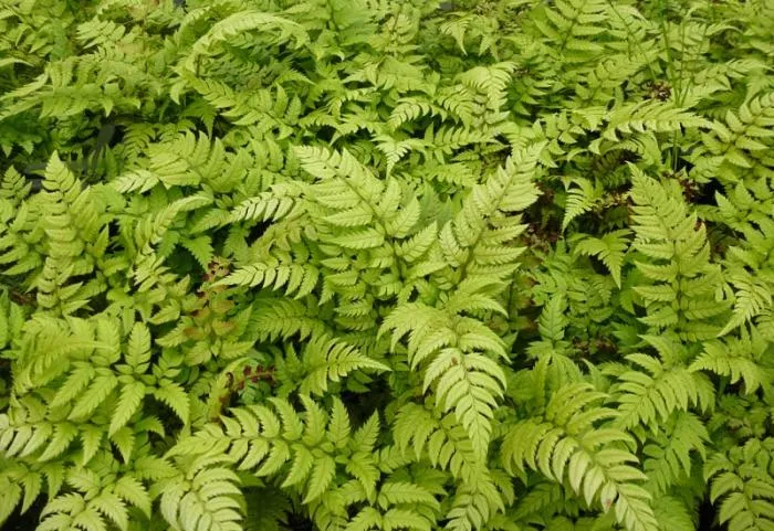 Polystichum rigens