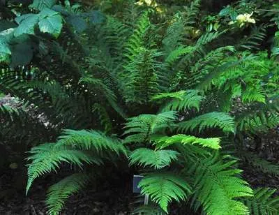 Polystichum setiferum 'Dahlem'