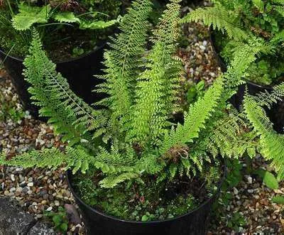 Polystichum setiferum 'Herenhausen'