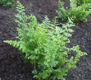 Polystichum setiferum 'Proliferum'