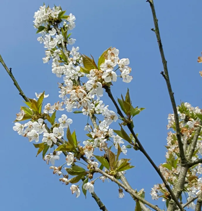 Prunus avium 'Bigarreau Napoleon'