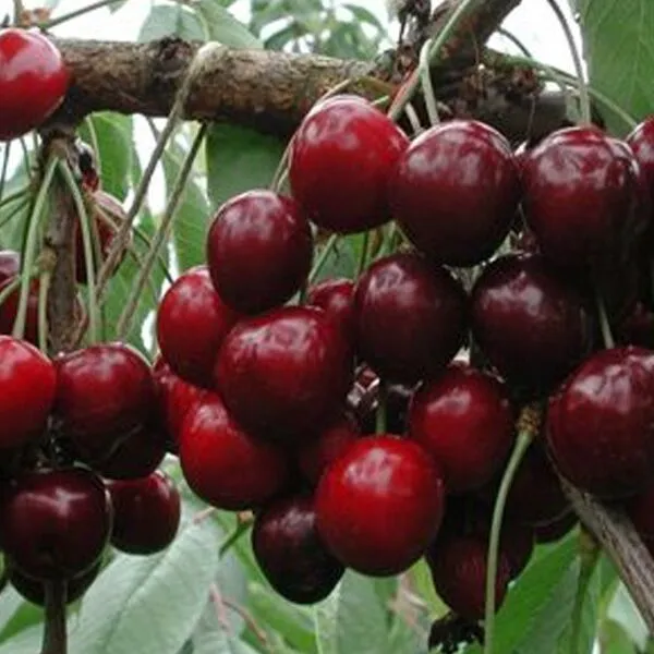 Prunus avium 'Bigarreau Van'