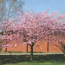 Prunus 'Accolade'