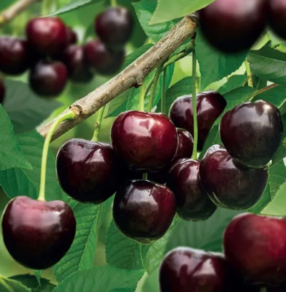 Prunus avium 'Kordia'