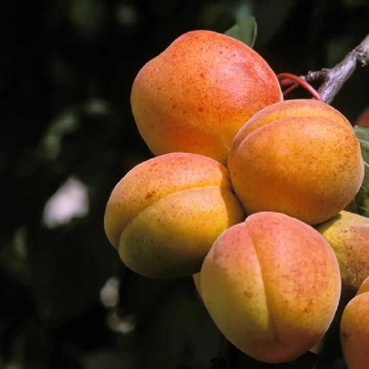 Prunus armeniaca 'Polonais'