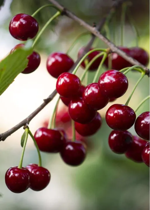 Prunus avium 'Regina'