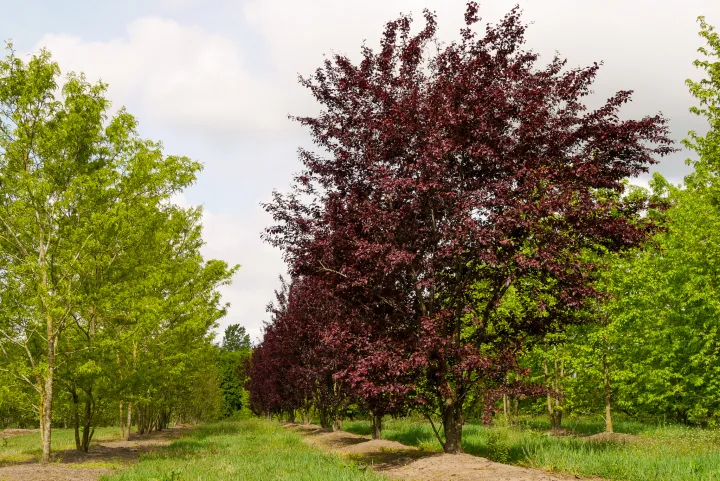 Prunus cerasifera 'Nigra'
