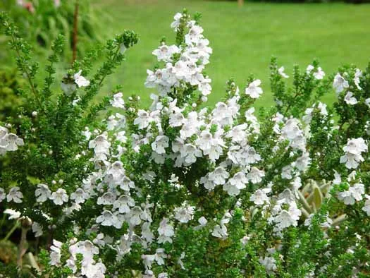 Prostanthera cuneata
