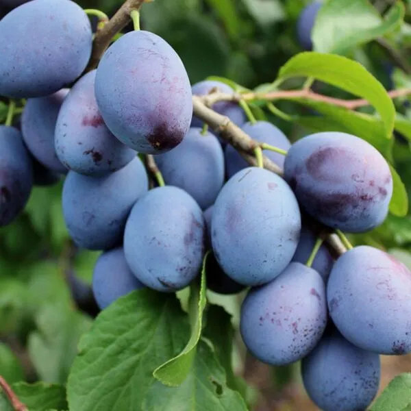 Prunus dom. 'Hauszwetsche'