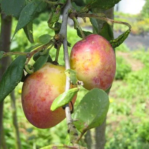Prunus dom. 'Victoria'