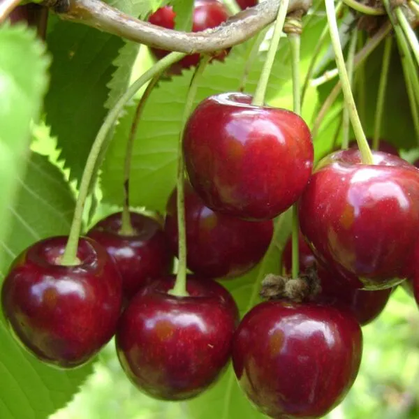 Prunus avium 'Hedelfinger'