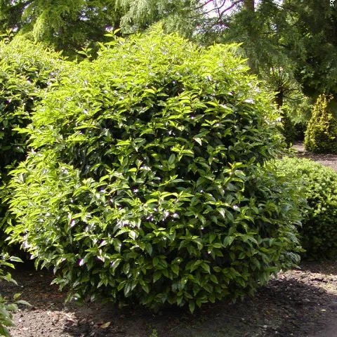 Prunus lusitanica 'Angustifolia'