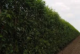 Prunus lusitanica 'Angustifolia'