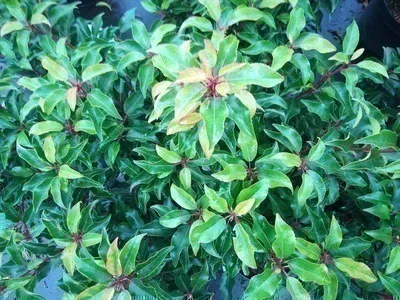 Prunus lusitanica 'Brenelia' ®