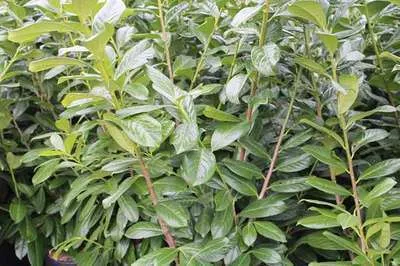 Prunus lusitanica 'Novita'