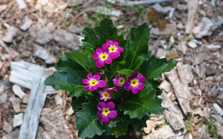 Primula 'Oakleaf Magenta'