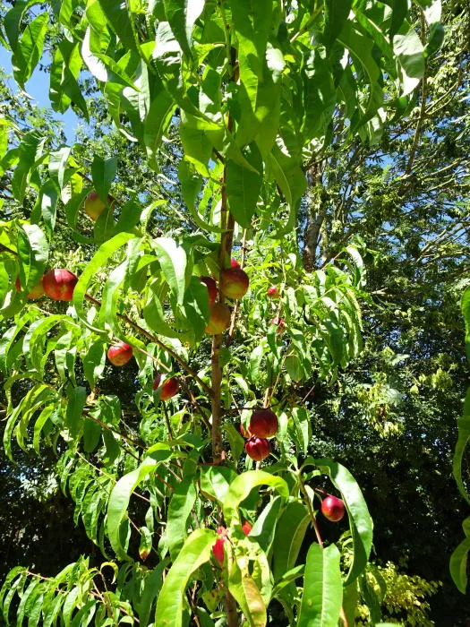 Prunus persica 'Mme Blanchet'