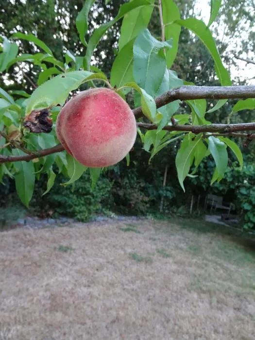 Prunus persica 'Peregrine'