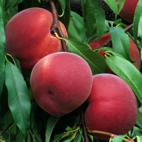 Prunus persica 'Reine des Vergers'