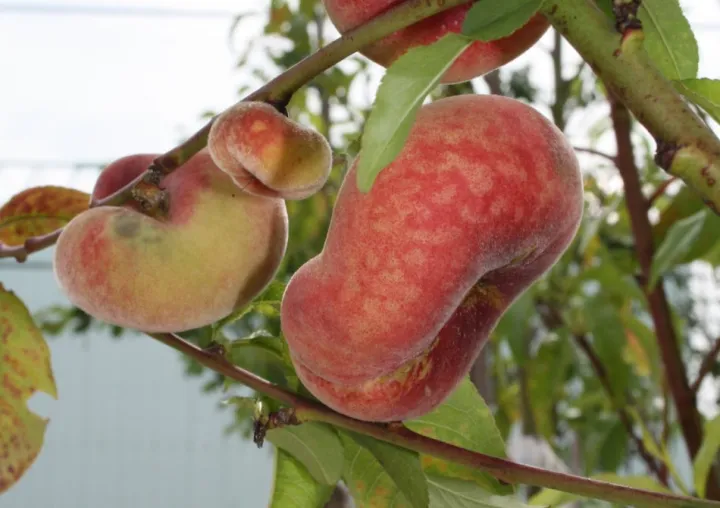 Prunus persica 'Saturn'