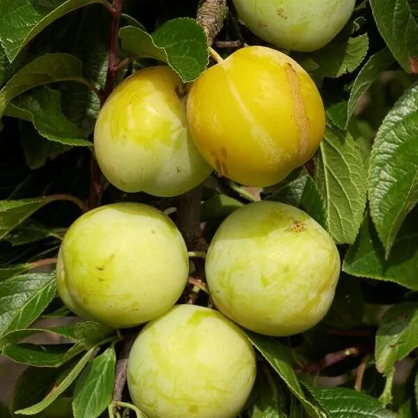 Prunus dom. 'R-cl. d'Oullins'