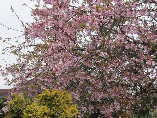 Prunus subhirtella 'Autumnalis Rosea'