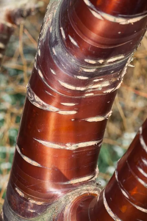 Prunus serrula
