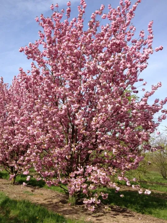 Prunus serrulata 'Kanzan'
